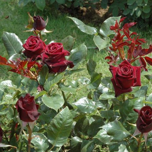 Rojo - Árbol de Rosas Híbrido de Té - rosal de pie alto- forma de corona de tallo recto
